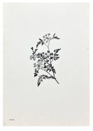 Trbuljak. To botanists and other plant and art lovers, 2011