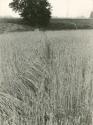 OHO Group, Milenko Matanović: Žito in vrvica / Wheat and rope, 1969
(black-and-white print) 
 ...
