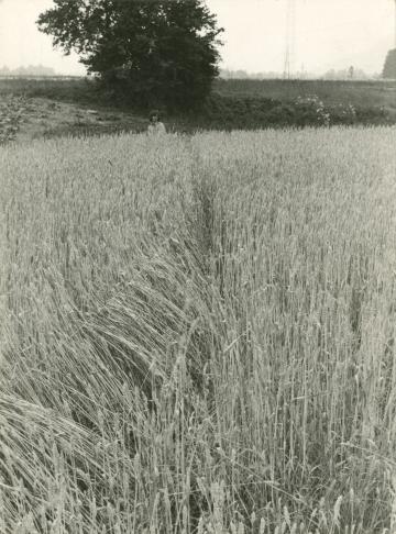 OHO Group, Milenko Matanović: Žito in vrvica / Wheat and rope, 1969
(black-and-white print) 
 ...