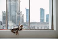 The Cynics Republic – Plac Defilad, Museum for Modern Art in Warsaw, 10 May to 8 June 2025, Pho ...