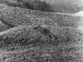 Karel Miler, Sensed by Fresh Grass, 1976